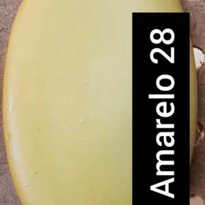Amarelo 28 - Vidro