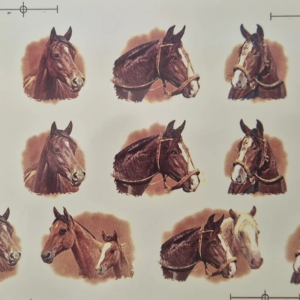 Cavalos Menores