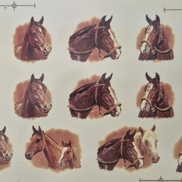 Cavalos Menores