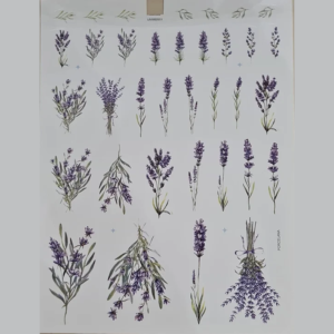 Lavanda