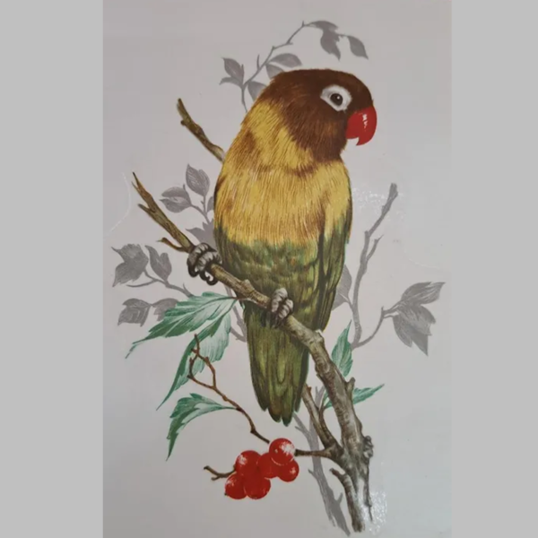 Pássaro Bico Vermelho