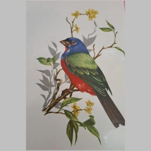 Pássaro Cabeça Azul