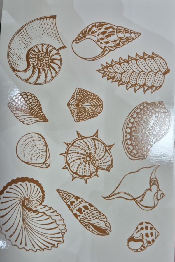 Conchas Sépia Claro